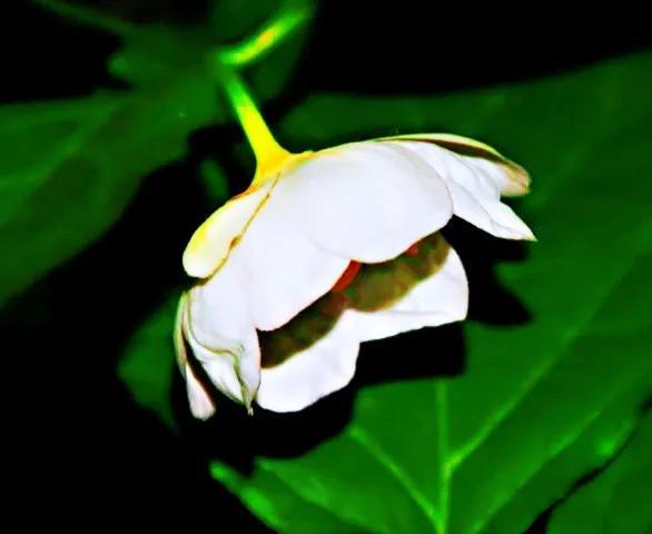 夏腊梅，美国夏腊梅，这种国家珍稀花正是结果期（美国夏腊梅什么价格）