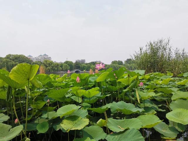 夏雨荷大明湖畔在哪里，大明湖畔的夏雨荷在哪个城市（快来跟“夏雨荷”见个面）