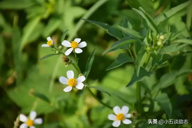 人生最高境界是平淡的安逸，日子，平淡安逸就好