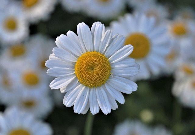 洋甘菊的花语和寓意，洋甘菊的花语和寓意是什么（堪称“苦难中的力量”）