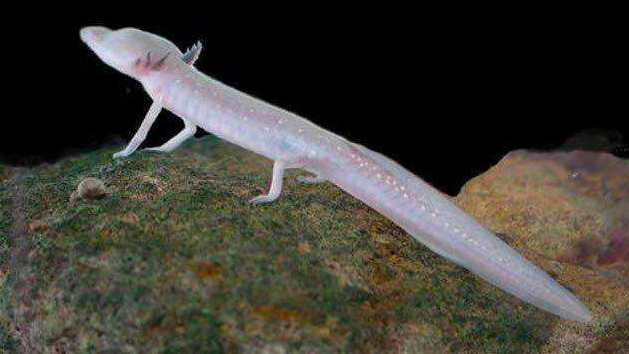 树懒和考拉的区别，树懒是什么动物（这种像龙的生物堪称地球最懒生物）