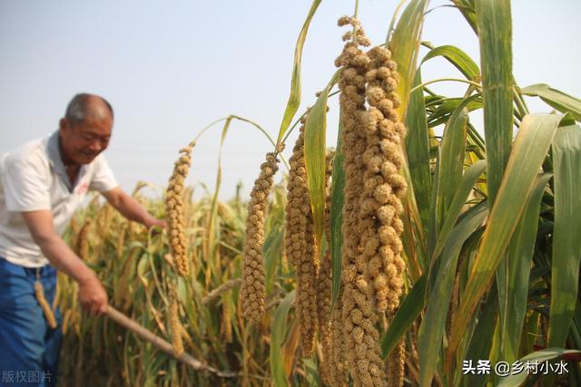 处暑节气谚语大全100句，处暑这天下雨好还是天晴好