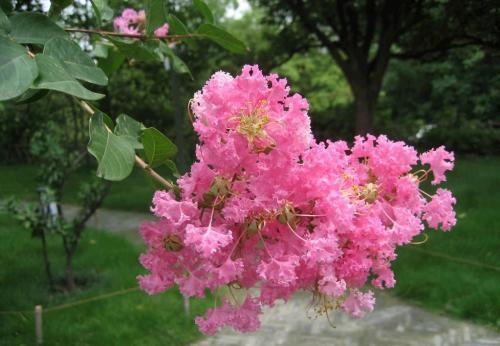 马缨丹和美女樱的区别，马樱丹是草本植物吗（这五种花不怕太阳晒）