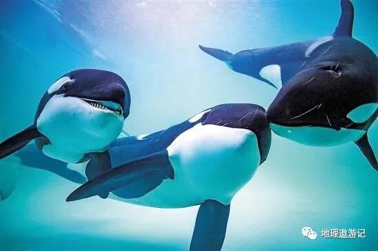 鲸鱼有哪些分类，鲸鱼有哪些分类和特点（鲸鱼的种类有哪些）