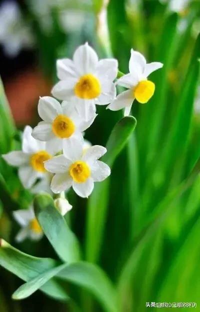 关于水仙花的诗句，水仙花的诗句（欣赏一组赞咏水仙花的诗句）