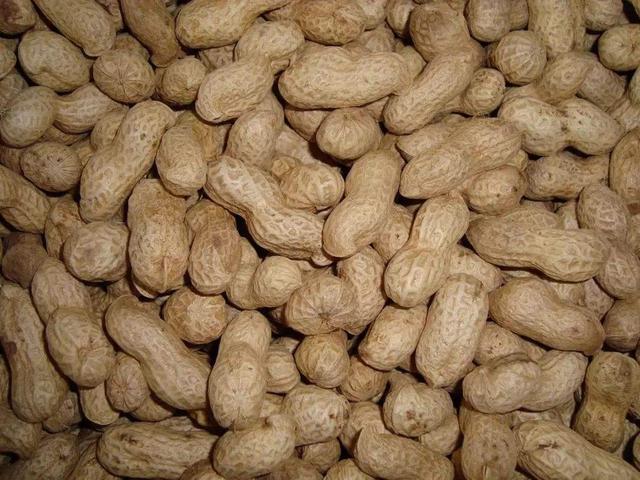 花生几月份种最好，花生什么时候种植最好（最佳播种期是在4月还是5月）