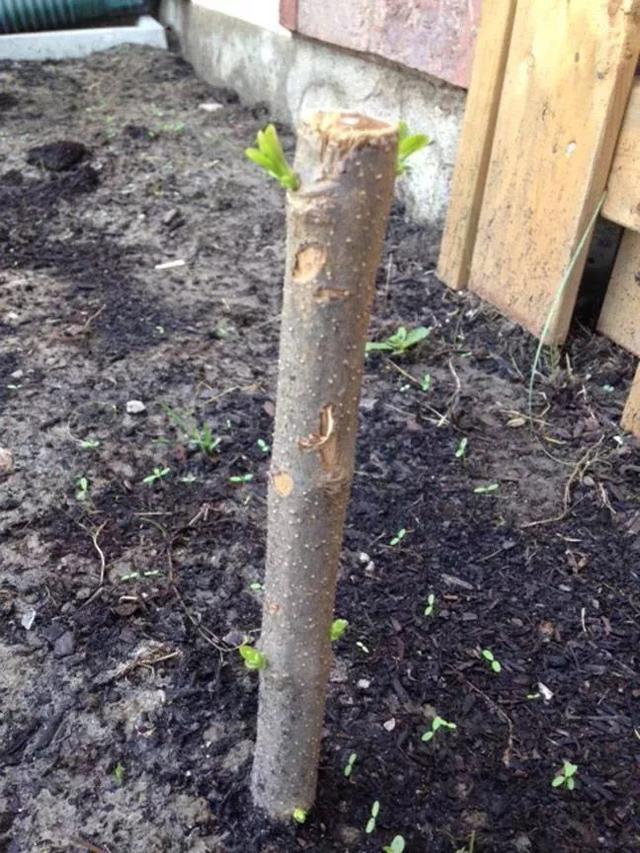 丁香花什么颜色，丁香花有哪些颜色（北方的朋友特适合在院子里种几棵紫丁香）