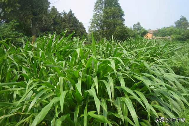 墨西哥玉米草缺点，墨西哥玉米草种植管理技术（墨西哥玉米草亩产3万公斤）