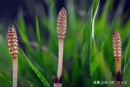 荆草生长的地方是有黄金吗，荆草为什么靠黄金生长（荆草靠黄金生长）