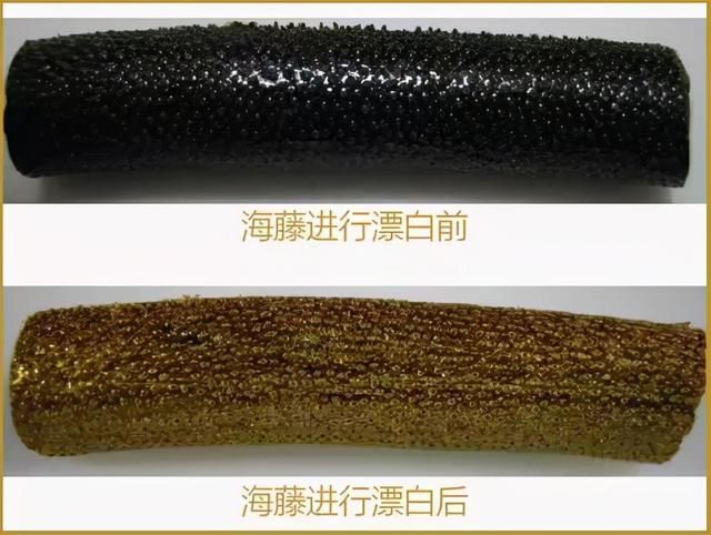 金丝柳，“金珊瑚”和“金丝柳”的替代品（金丝柳图片）