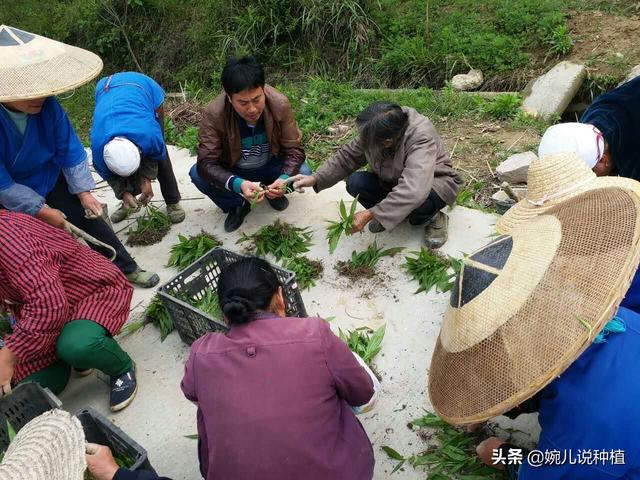 白芨种植前景如何，白芨的种植条件和环境（农村一种作物）