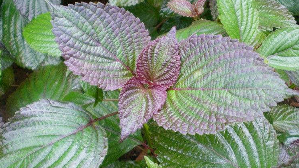 图片[2]-【紫苏豆腐鸡蛋饼】做法步骤图 鲜香味美又营养-起舞食谱网