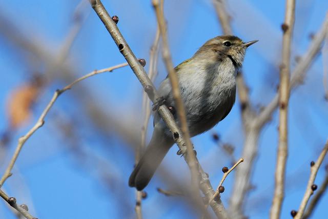 水鸡是什么，水鸡是什么车（西方秧鸡、叽咋柳莺......）