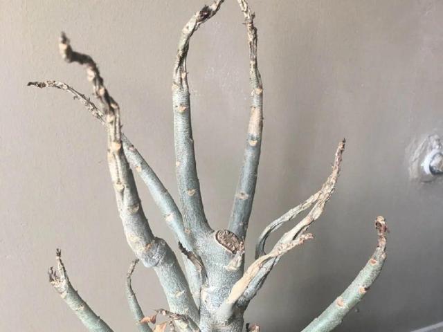 栀子花叶子发黄是什么原因，栀子花叶子发黄的原因是什么（栀子花叶子发黄）