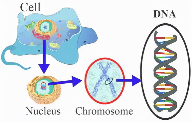 基因表达的转录过程，基因转录与表达（生命的转录：从DNA到RNA）