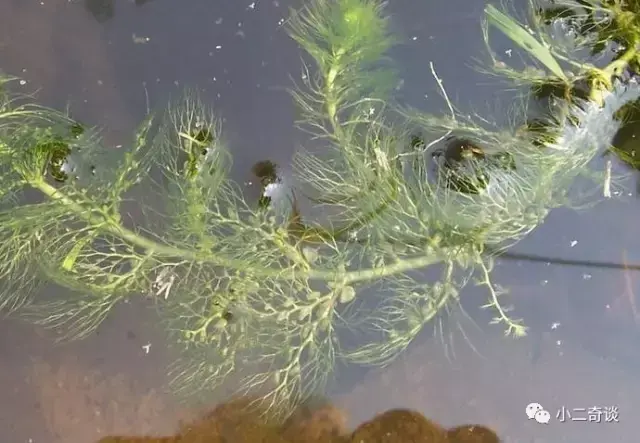 巨型猪笼草有毒吗,猪笼草有毒吗?有什么作用(世界极具恐怖的植物) 巨型猪笼草有毒吗,猪笼草有毒吗?有什么作用(世界极具恐怖的植物)