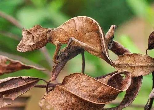 变色龙比喻什么样的人，变色龙比喻什么人（变色龙为什么能自由改变体色）