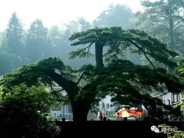 中国十大稀有珍贵名木，中国十大珍贵树种有哪些（中国十大千年古树欣赏）