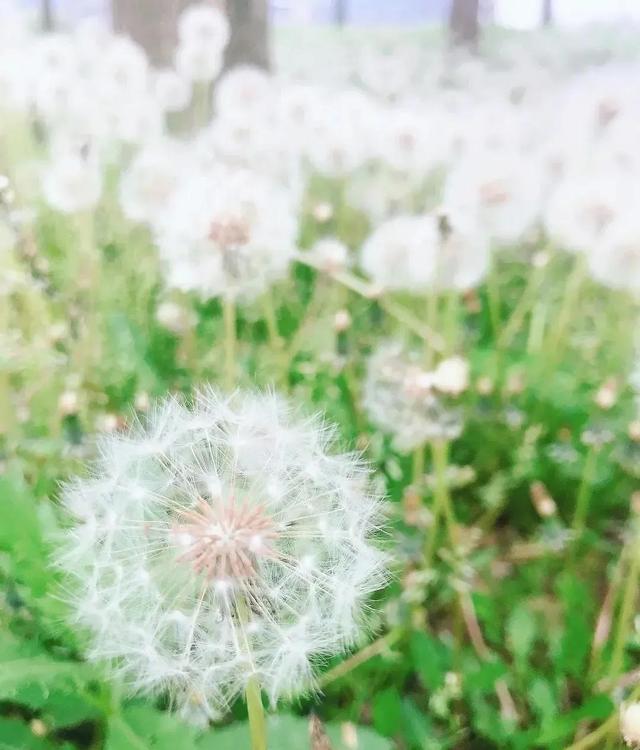 蒲公英花语及象征意义，蒲公英花语