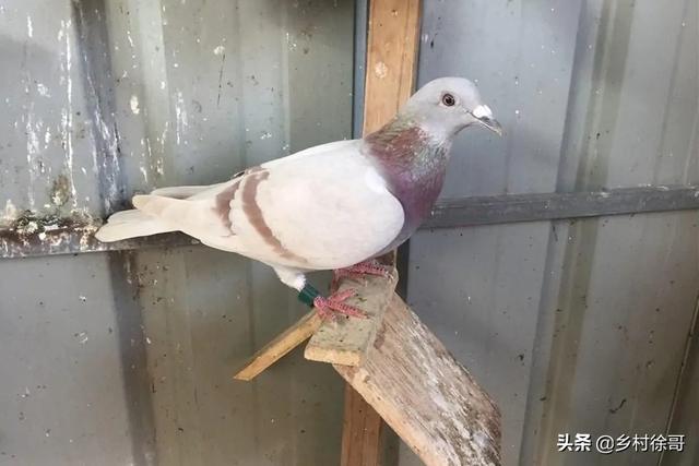 鸽子长痘怎样治疗，幼鸽长鸽痘怎么治鸽痘怎么治疗（信鸽鸽痘的预防和治疗）