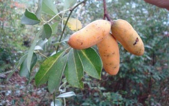 十月瓜是什么，九月瓜是什么（网上卖30元1斤）