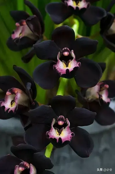 延龄草的花语和传说，延龄草的作用（园林人，这些黑色植物你见过吗）