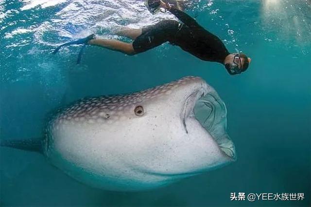 鲸鲨和虎鲸谁厉害，最大的鲸鲨到底有多大（在人类面前不堪一击）