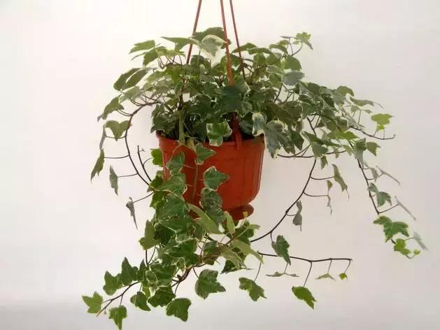 吸甲醛植物排名，室内植物盆景十大排名（为了家人健康转起来）