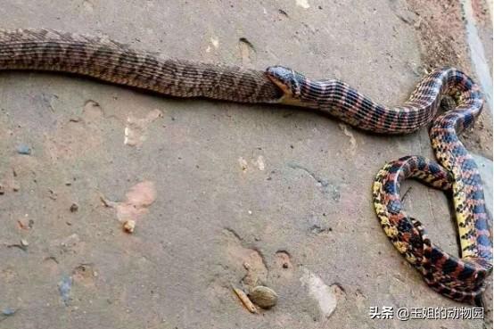 野鸡脖子是什么蛇，野鸡脖子蛇学名叫什么（农村活动最频繁的两种微毒蛇）