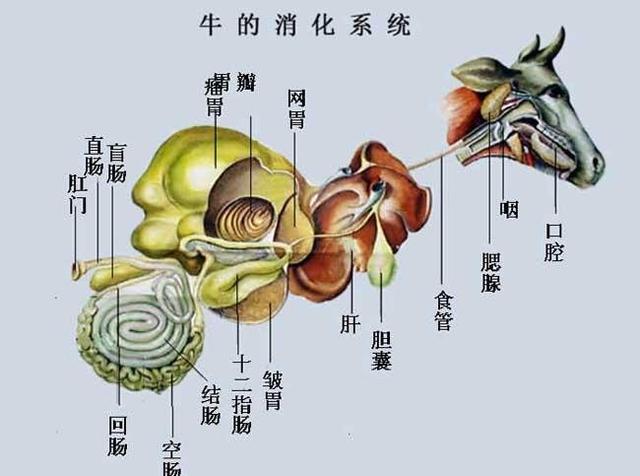 2,秃鹫和斑鬣狗吃腐肉不生病著称,它们吃下蝙蝠会消化掉病毒吗?