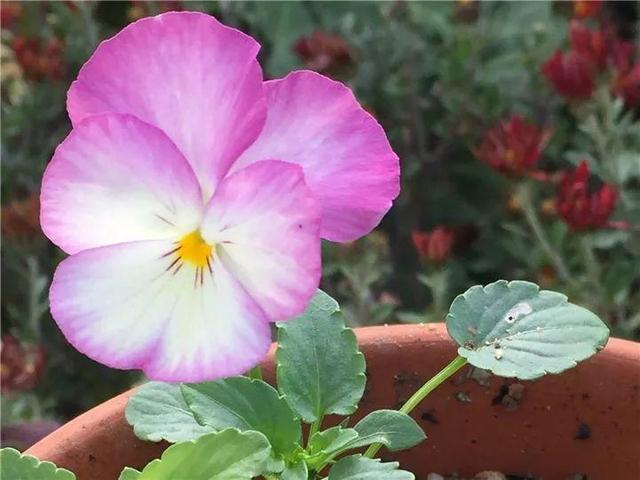 家里有鼻涕虫怎么消灭，鼻涕虫怎么彻底消灭（自制天然杀虫水）