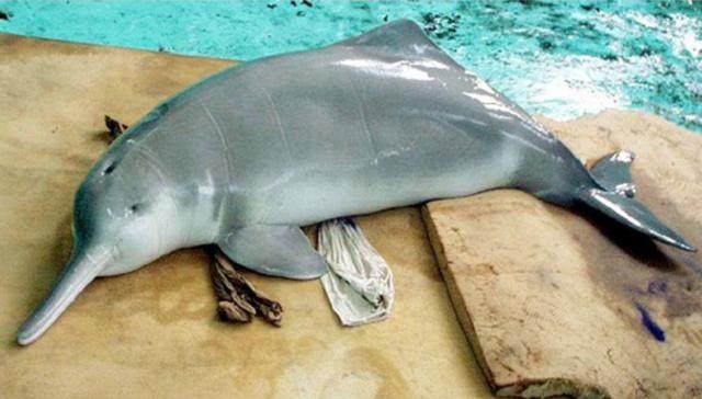 白鳍豚的鳍是白色的吗，白鳍豚是不是（中华白鳍豚）