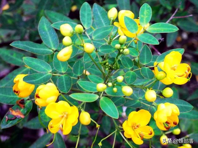 什么药材好种植，这5种中药材，年年高价（这5种药材种植产量高）