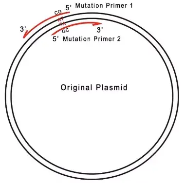 如何设计引物，给一段序列如何设计引物（点突变，就是这么简单）