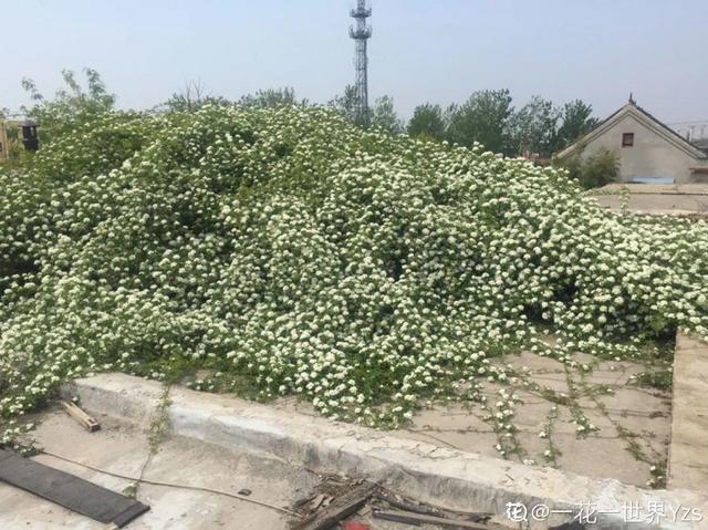 一梦两三年一花一世界网名，一梦两三年一花一世界微信昵称（千年的紫藤树···5种花越老越值钱）