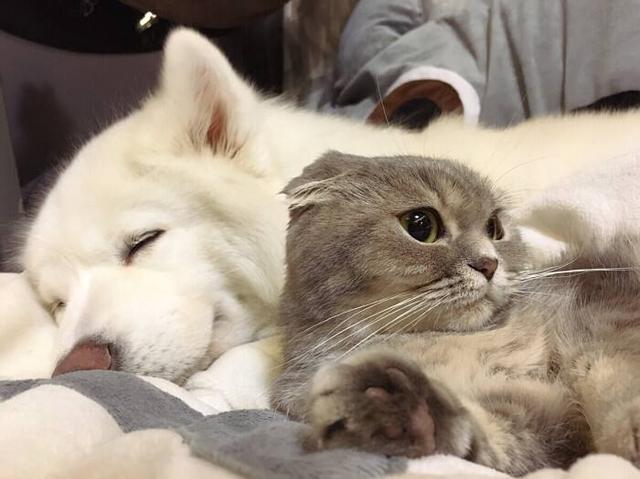 动物的舌头有什么作用，动物的舌头有哪些作用（动物舌头的“功能”对于动物来说舌头而是一件“厉害的武器”）