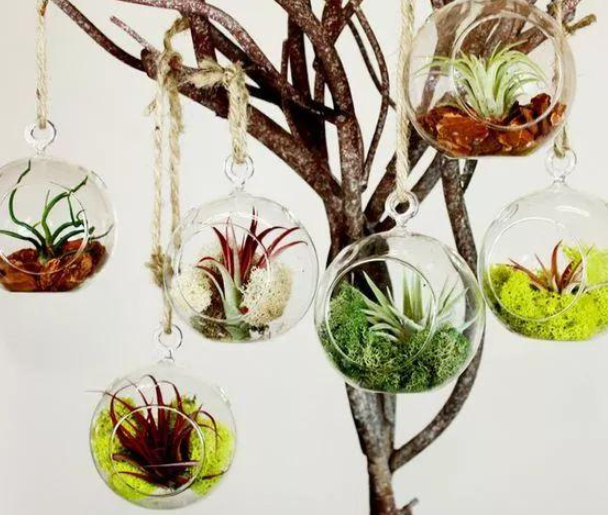 松塔的功效与作用，药用价值（可镇宅招财、提升档次）