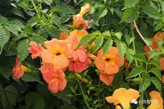 凌霄花，原来凌霄花是植物界的“性格多面手”（凌霄花花期多久一年开几次花）