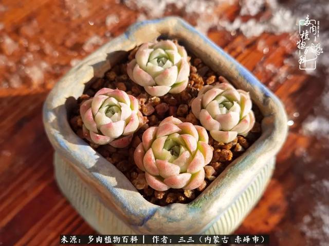 雪候鸟是什么意思，雪候鸟歌词表达什么意思（多肉于我从来不是锦上添花）