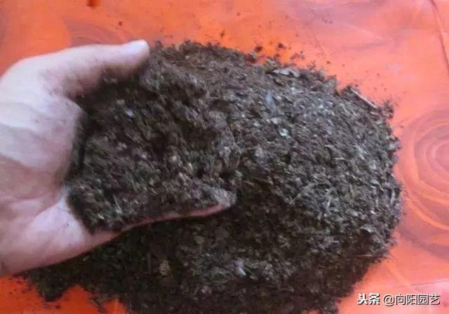 文竹的养殖方法，提高家庭的档次（文竹的养殖方法和注意事项几天浇水）