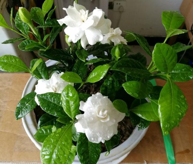 栀子花花期多长，栀子花的花期有多长时间（别乱浇磷酸二氢钾）