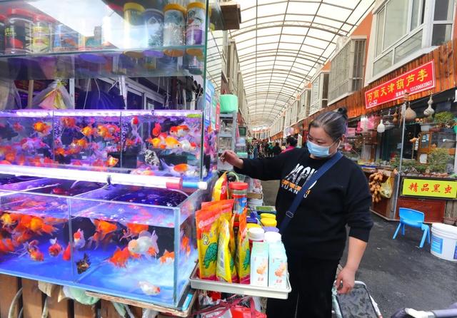 上海哪里有比较好的花鸟市场，上海哪里有比较好的花鸟市场地址（上海市中心最大花鸟市场为何兴旺了20年）