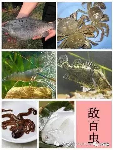 用什么农药药鱼，用什么农药药鱼最厉害（常用鱼药的优缺点与药用量及品种禁忌）