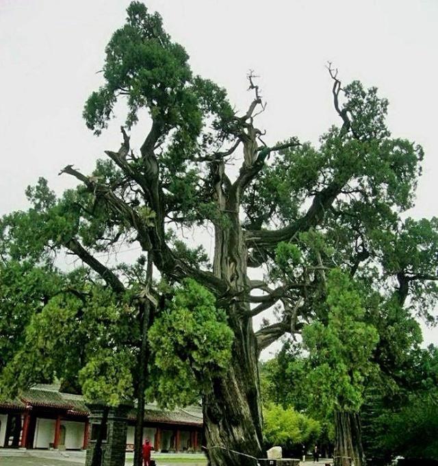 风水树都有啥树 风水有什么禁忌，风水树都有啥树（你认为有道理吗）