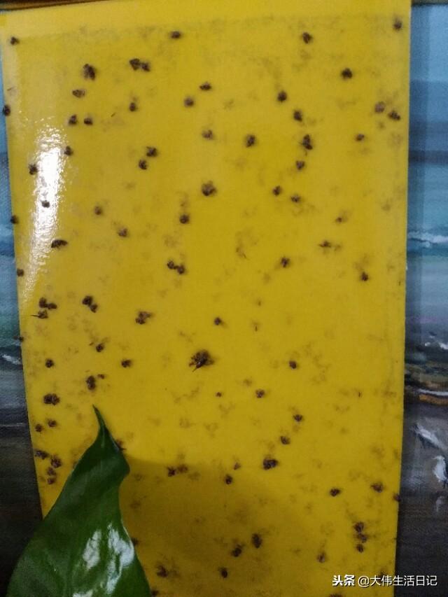 首先让我们来认识一下蛾蚋:又名蛾蠓,蝶蝇,地沟蝇.