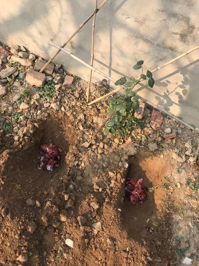 如何自制氮肥，自制氮肥怎么做（氮磷钾肥别买了）