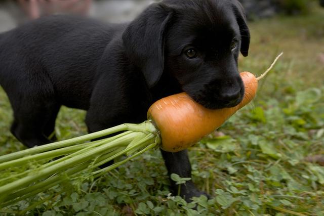 狗狗吃胡萝卜有什么好处，长期给狗喂胡萝卜可以吗