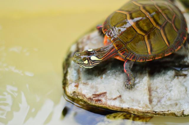 乌龟寿命最长多少年，乌龟的寿命最长有多长（“千年王八万年龟”是真的吗）