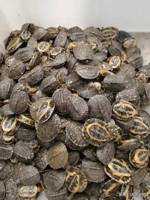 养金钱龟赚钱吗，养龟行业的分析（石金钱龟价格暴涨和暴跌的背后）