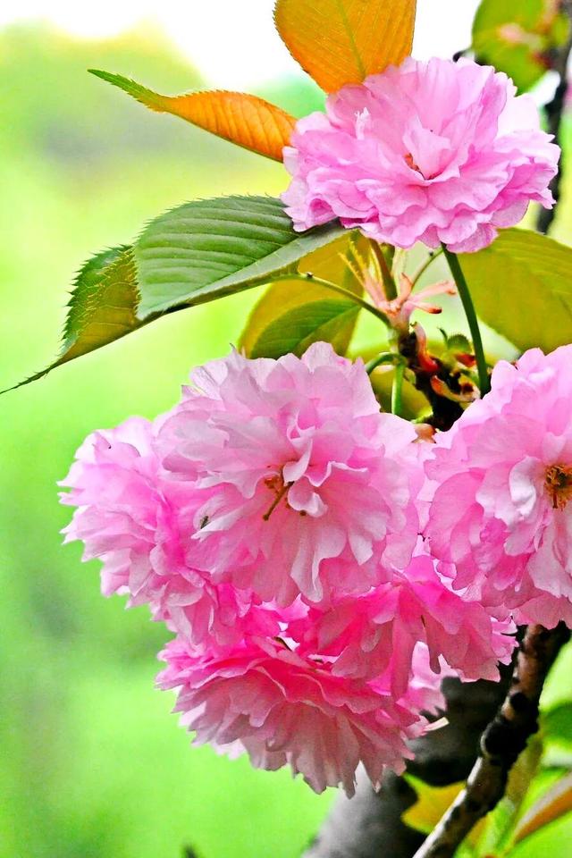 樱花是什么颜色，樱花有哪些品种和颜色（早樱、晚樱、垂枝樱、云南樱简介）